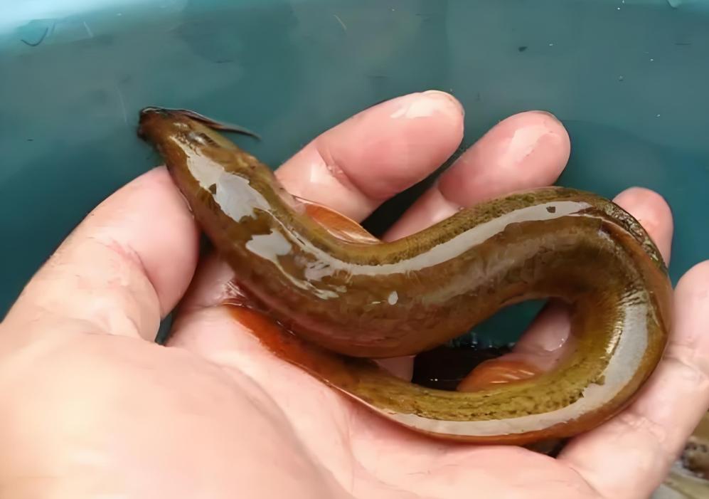 泥鳅钓鱼技巧及钓法(泥鳅钓鱼技巧及钓法视频) 泥鳅钓鱼技巧及钓法(泥鳅钓鱼技巧及钓法视频)