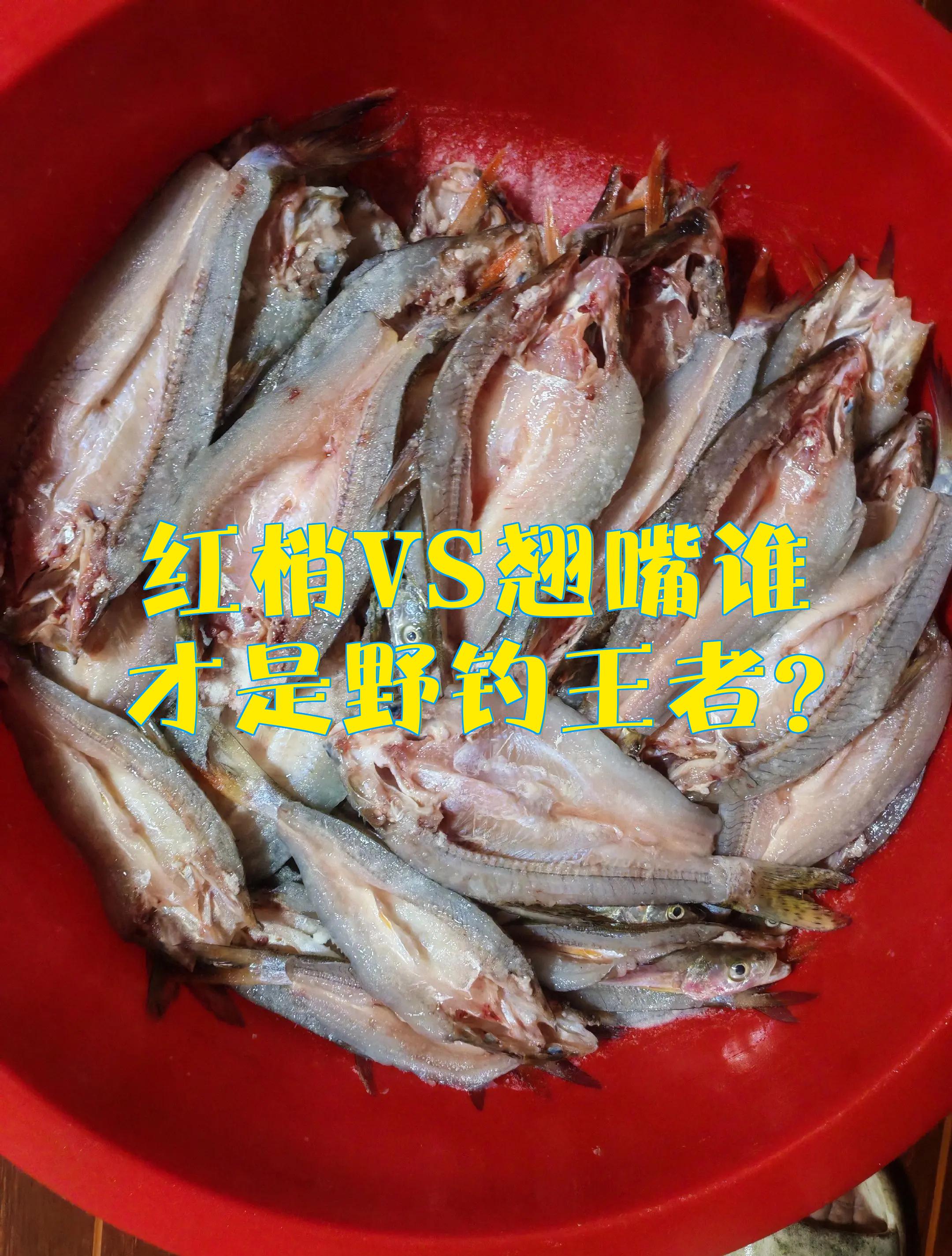 路亚红梢(路亚红尾视频教程) 路亚红梢(路亚红尾视频教程)