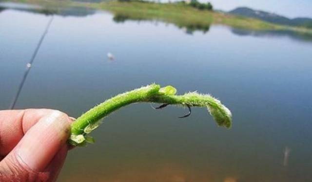 草窝钓草鱼技巧(春季钓草窝有诀窍,你钓对方法了吗?)