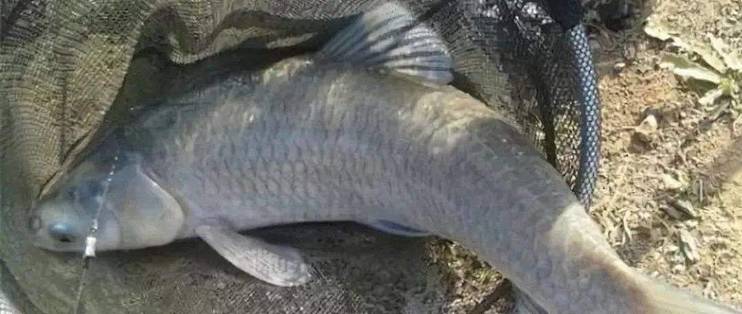 偷驴技巧经验心得(偷驴技巧经验心得体会)