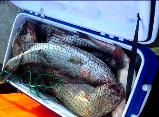 海钓拉流钓鲈鱼(海钓拉流技术要领)