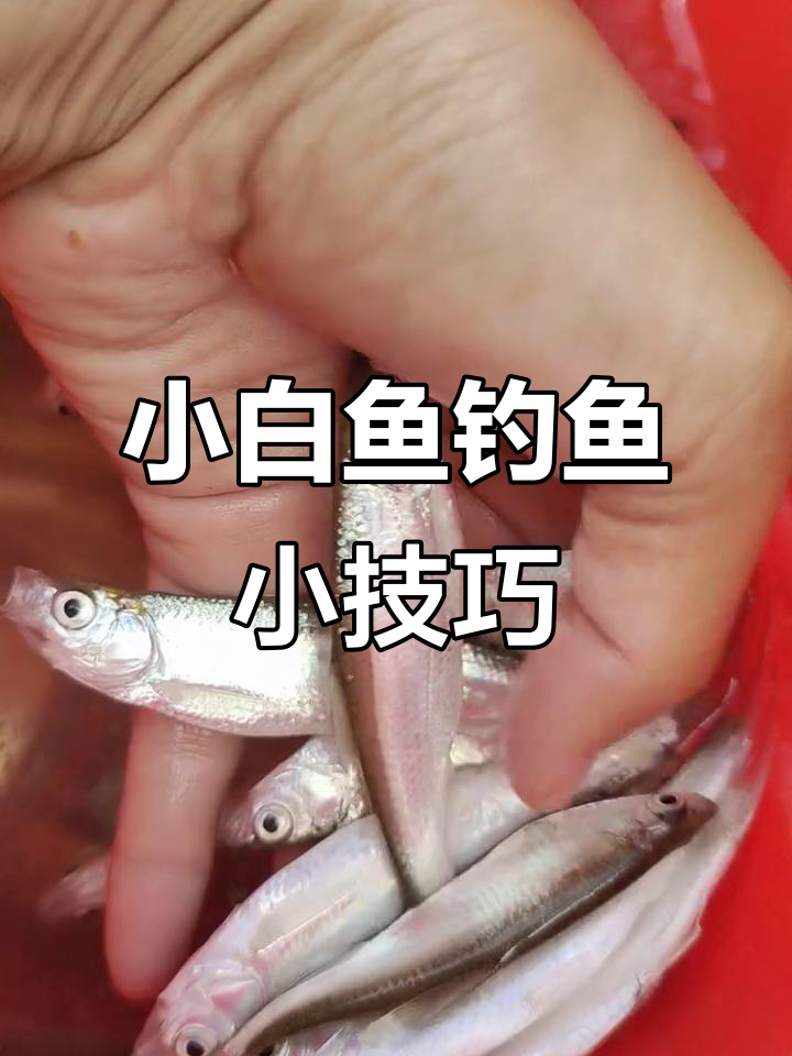 钓小白鱼技巧(钓小白鱼用什么饵) 钓小白鱼技巧(钓小白鱼用什么饵)