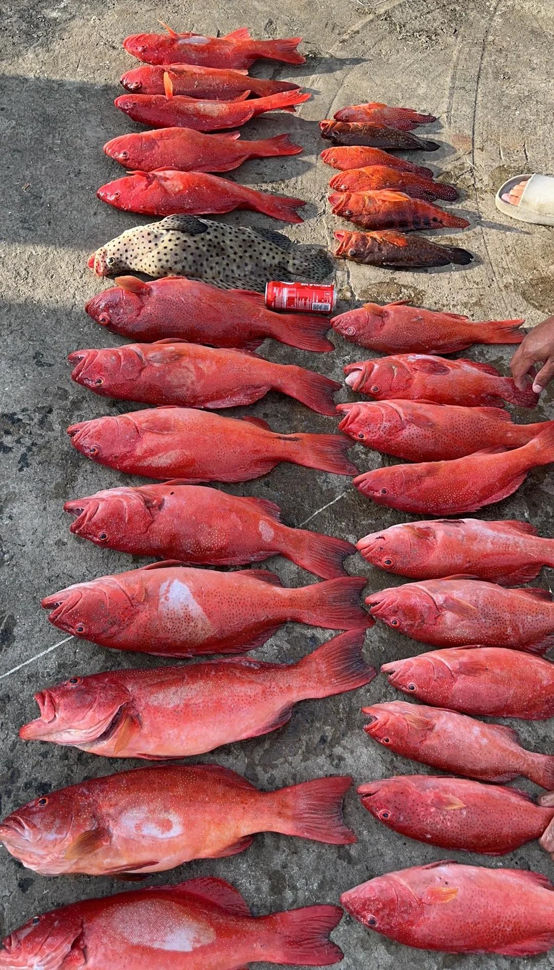 马来海钓(马来西亚钓鱼合法吗?)