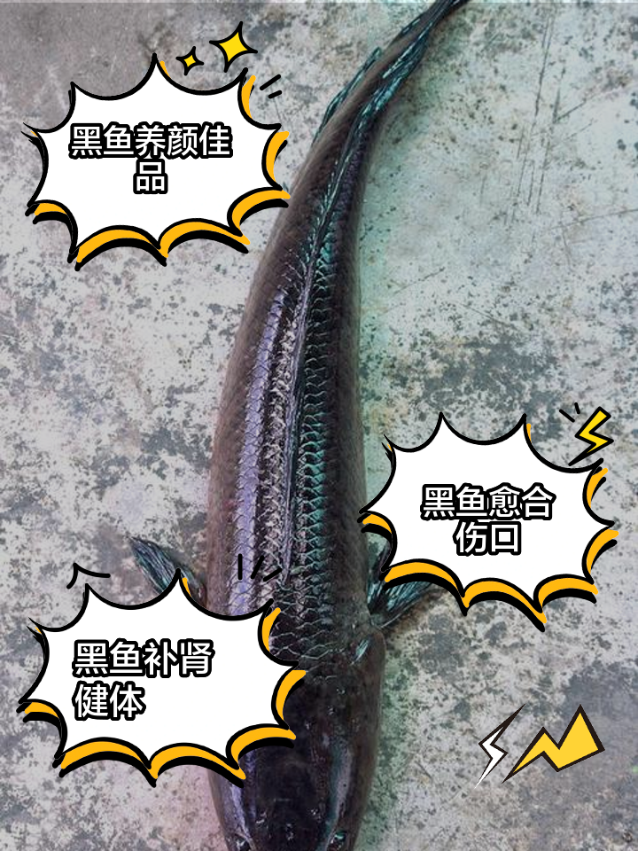 海钓黑鱼鱼层(海钓黑鱼钓法技巧时间) 海钓黑鱼鱼层(海钓黑鱼钓法技巧时间)