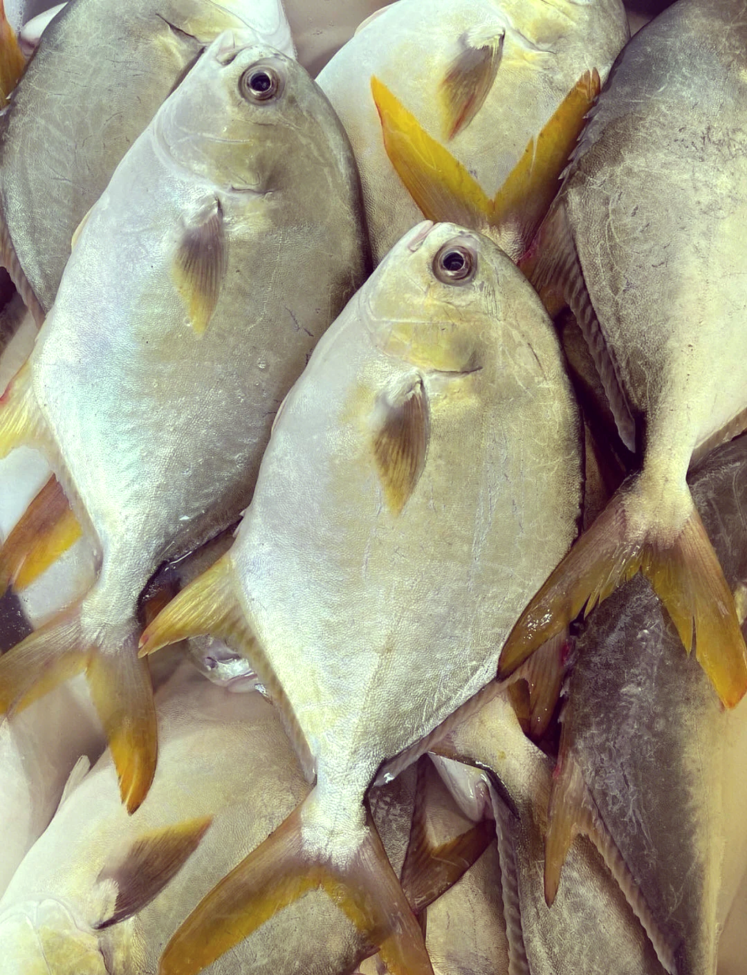 海钓大金鲳什么钓(海钓公认十款最好鱼饵)