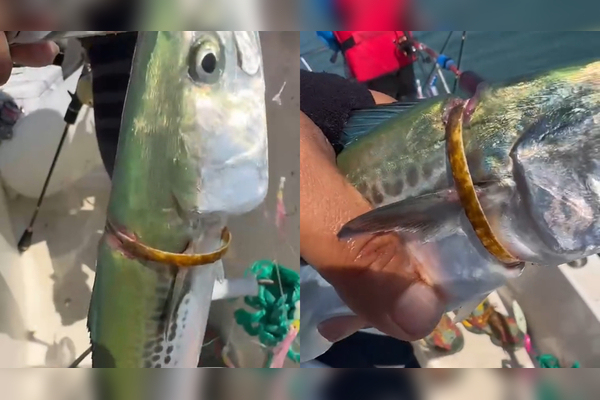 海钓大金鲳什么钓(海钓公认十款最好鱼饵)