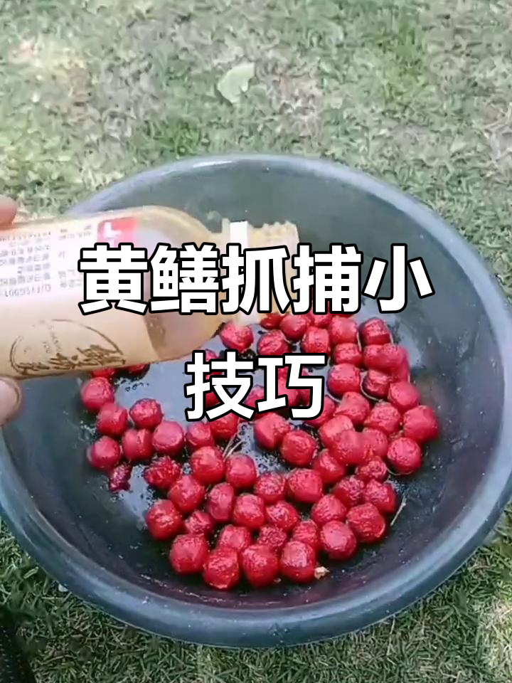 黄鳝诱饵料(黄鳝诱饵推荐)