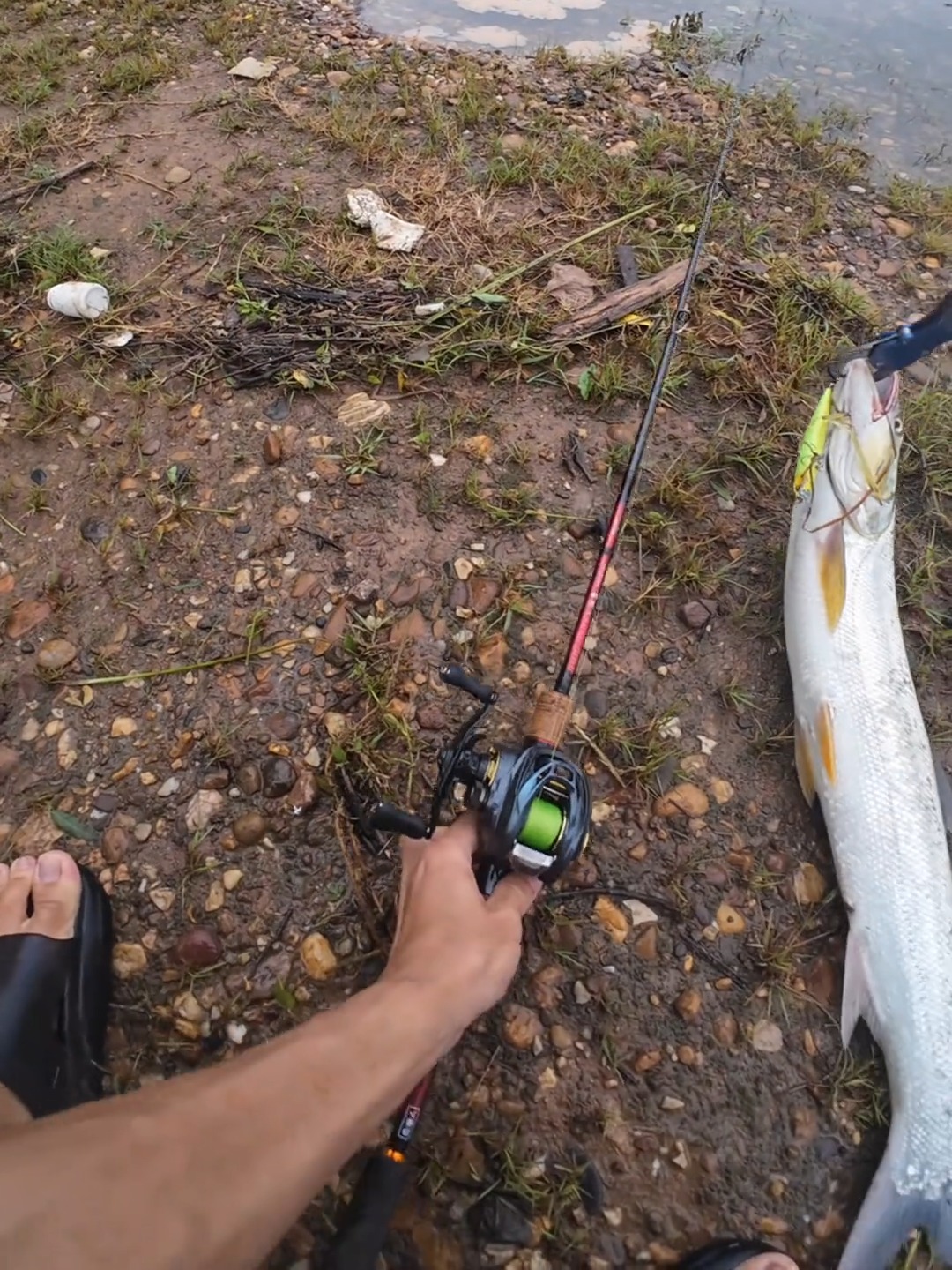 路亚感鱼视频(路亚感鱼用什么杆子合适) 路亚感鱼视频(路亚感鱼用什么杆子合适)