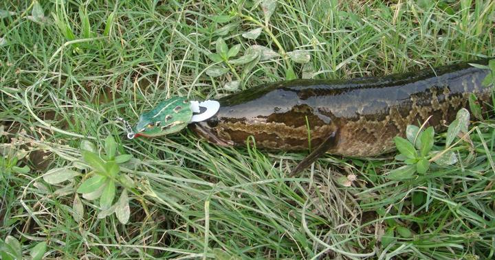 五一路亚黑鱼技巧(路亚黑鱼钓法技巧视频) 五一路亚黑鱼技巧(路亚黑鱼钓法技巧视频)