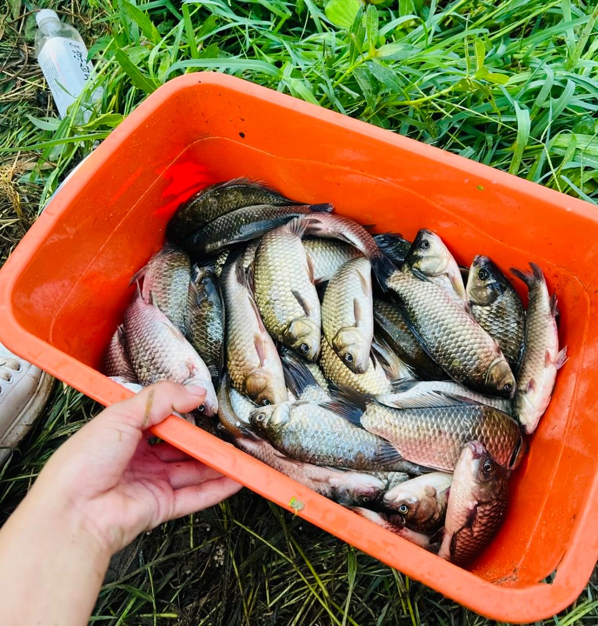 清明后水库钓鲫鱼技巧(清明后钓鲫鱼啥窝料?啥饵?啥时钓?)