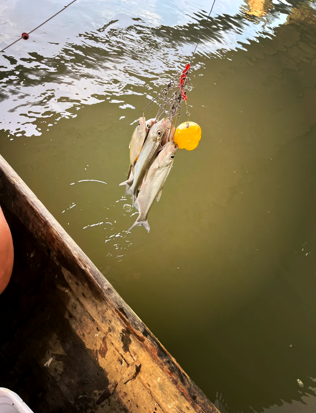 路亚放流(路亚如何放线)