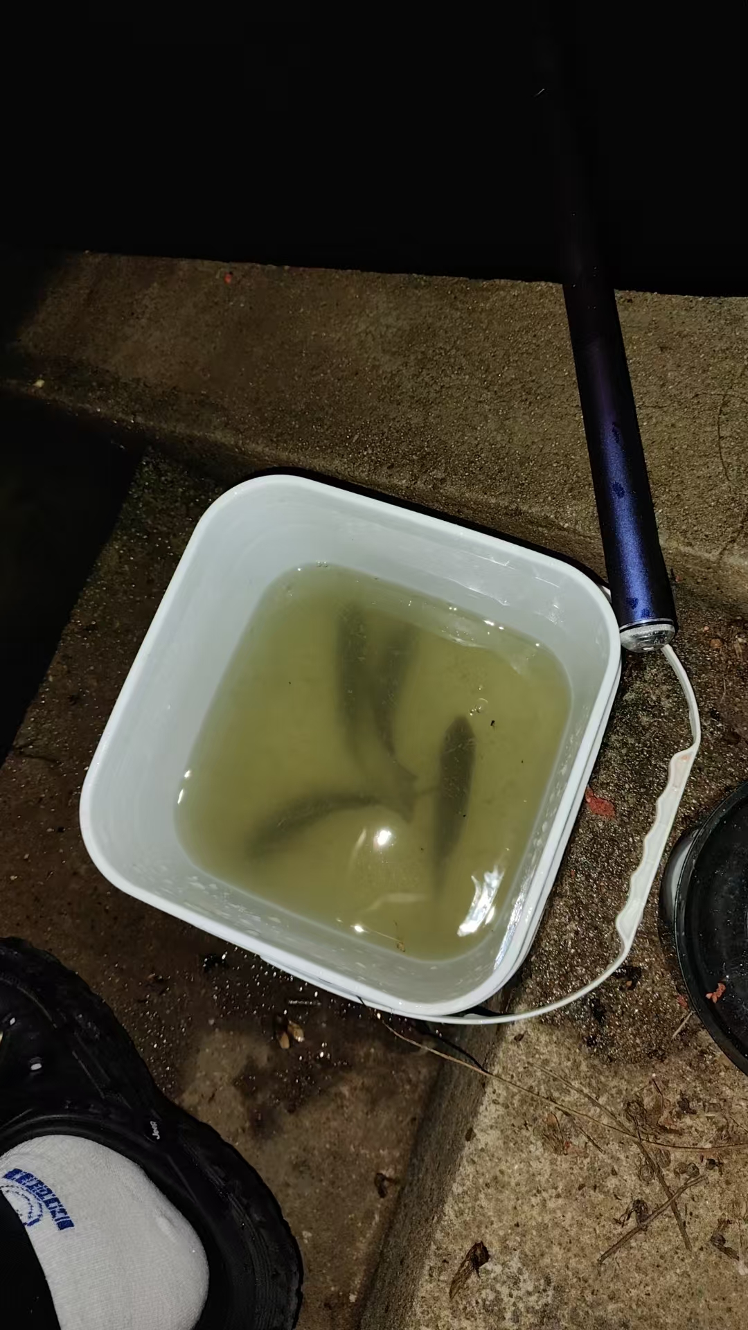 饵料状态不好(饵料状态不好怎么回事) 饵料状态不好(饵料状态不好怎么回事)