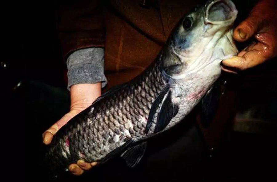 夏天夜钓青鱼技巧(夏天夜钓青鱼技巧视频)