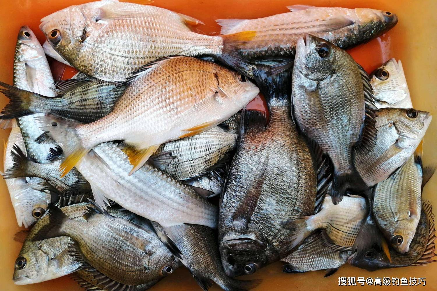 海口南渡江钓海鱼技巧(海口南渡江钓鱼用什么饵)