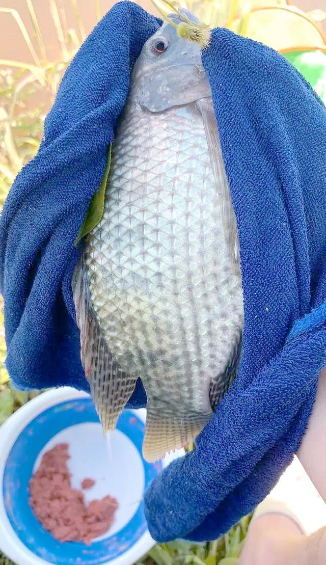 上海钓罗非鱼(上海有罗非鱼可以钓吗)