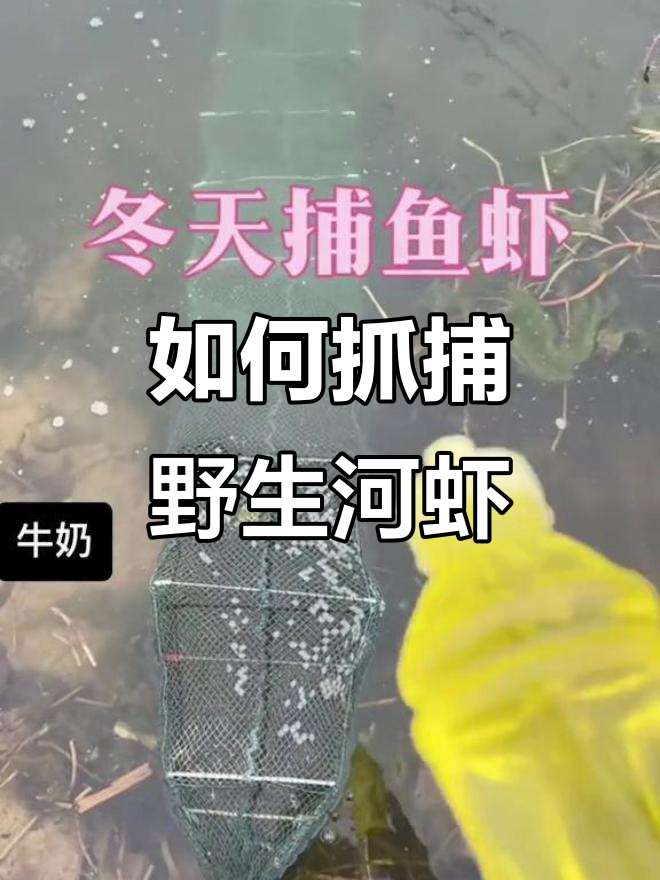 河虾诱捕饵料配方(河虾诱捕饵料配方大全)