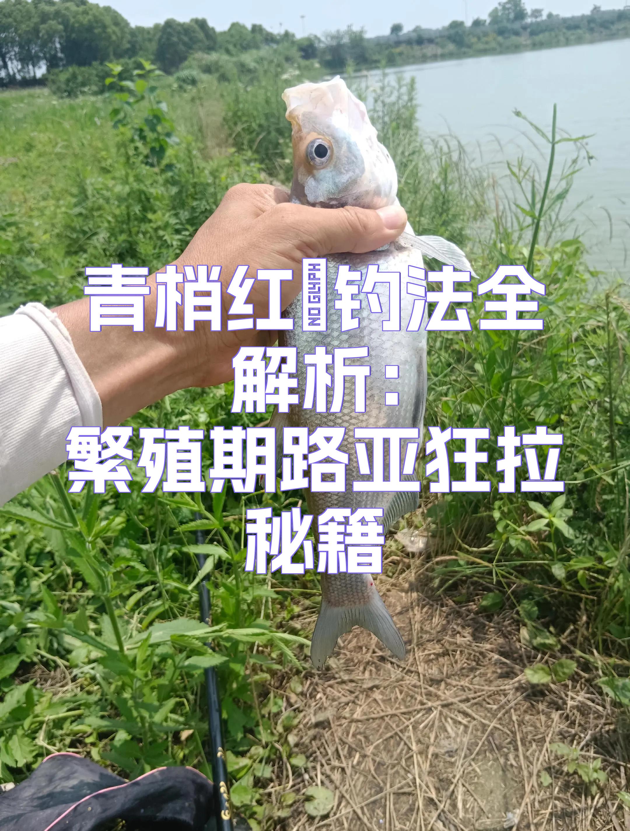 路亚钓法红眼(路亚红眼视频教程)