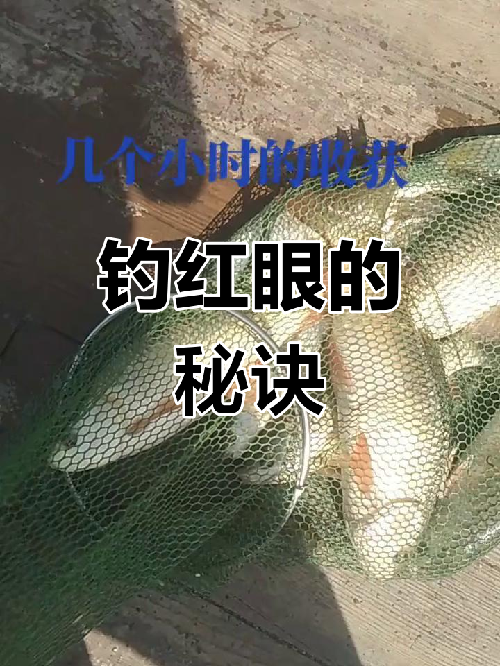 路亚钓法红眼(路亚红眼视频教程)