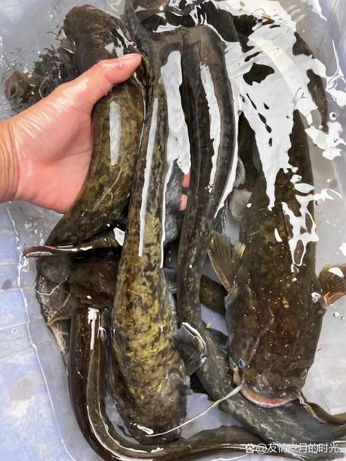 水库粘鱼技巧(水库粘鱼技巧视频)