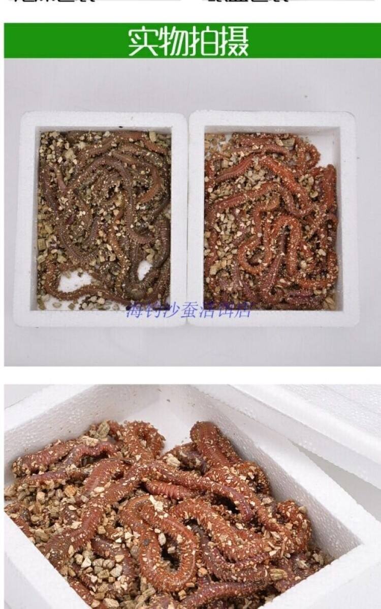 前海湾青虫海钓(前海湾哪里可以钓鱼) 前海湾青虫海钓(前海湾哪里可以钓鱼)