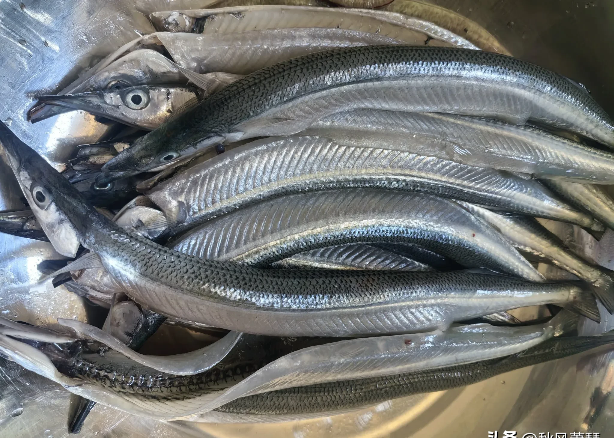 大连海钓鱼类(大连海钓鱼类有哪些)