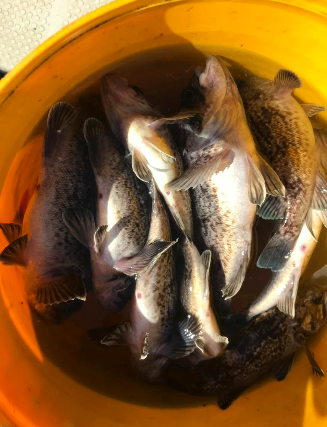 5月东海海钓(2020年东海海钓视频)