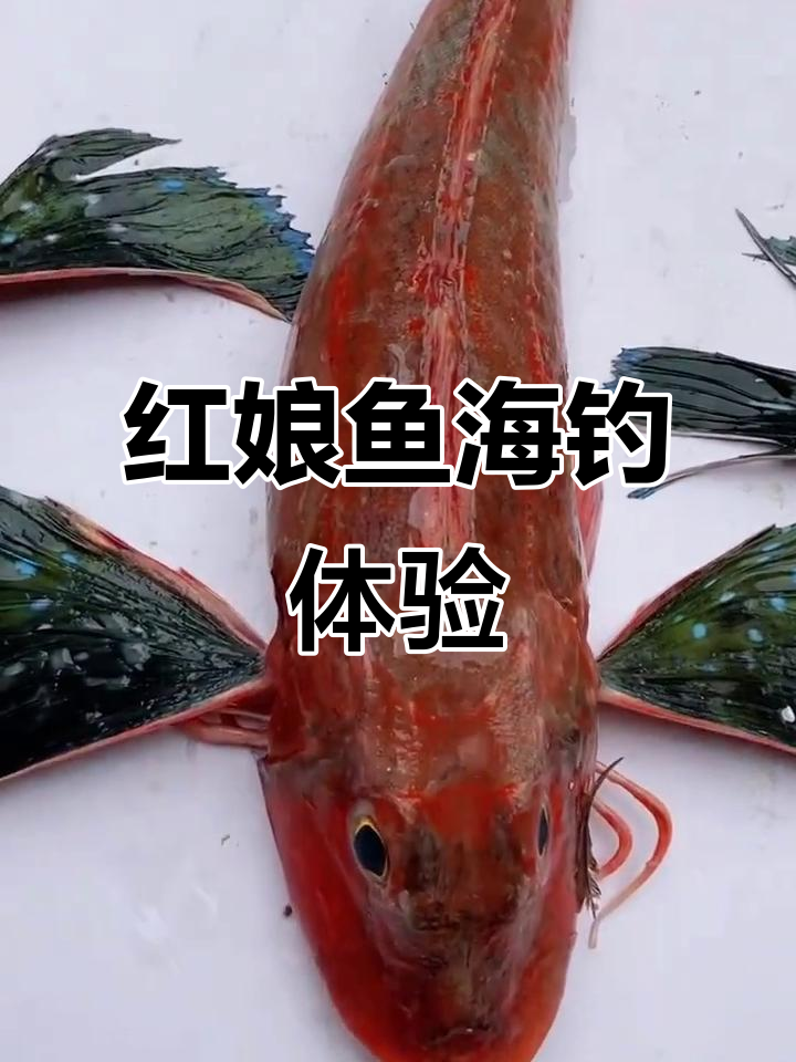 海钓子目鱼技巧(钓海鱼用什么鱼饵)