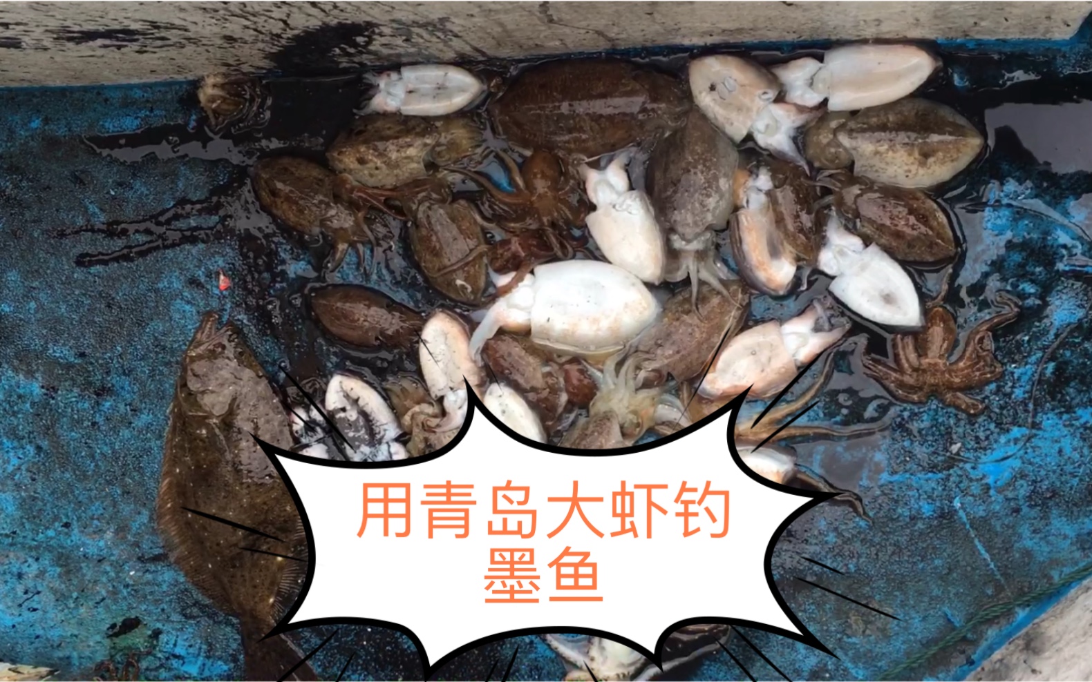 海钓乌贼技巧(海钓乌贼新钓法)