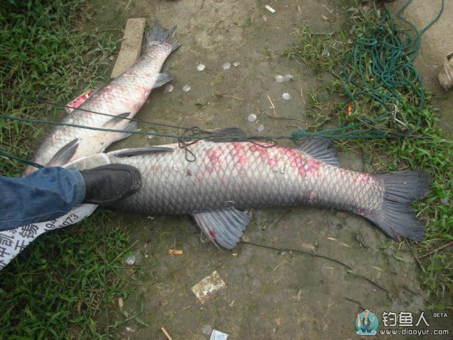 水库溜乌青技巧(钓乌青怎么调漂视频)