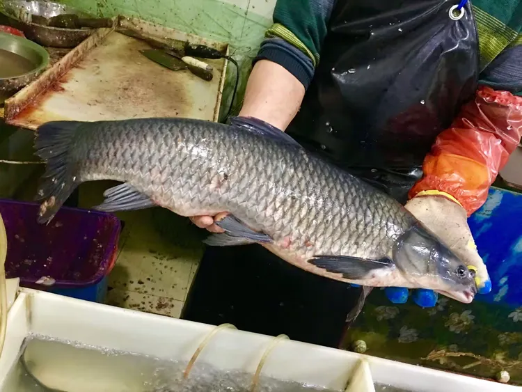 水库溜乌青技巧(钓乌青怎么调漂视频)