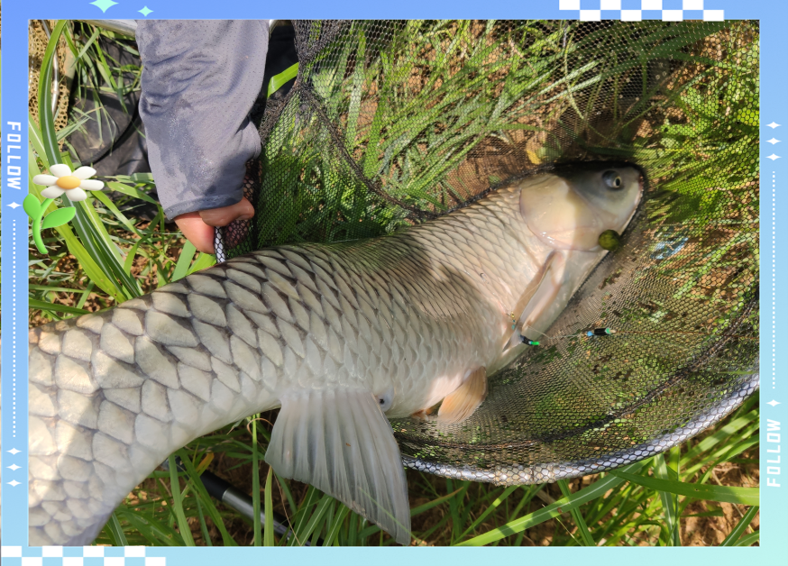 春季湖库钓草鱼技巧(湖库野钓草鱼钓位选择) 春季湖库钓草鱼技巧(湖库野钓草鱼钓位选择)