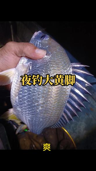 海钓黄脚腊技巧(黄脚腊钓底还是钓浮)