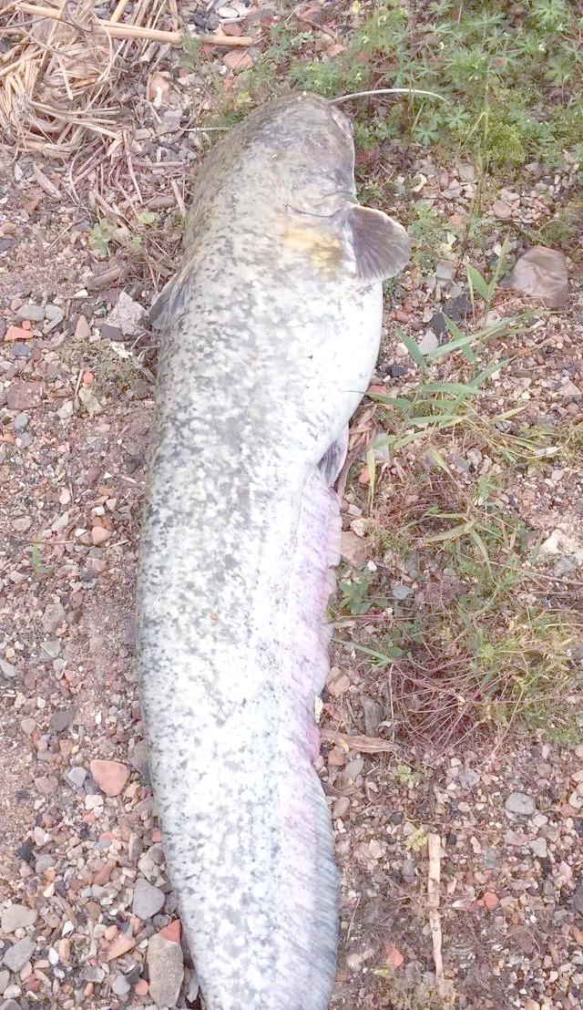 海钓鲶鱼用什么饵料(钓海鲶鱼用什么线组搭配)