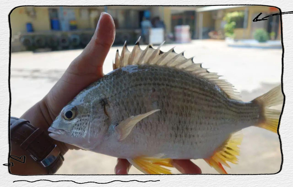 钓黄脚立鱼技巧(钓黄脚立鱼技巧图解)