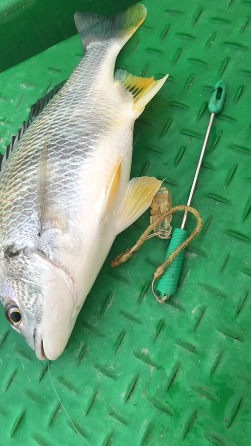 钓黄脚立鱼技巧(钓黄脚立鱼技巧图解)