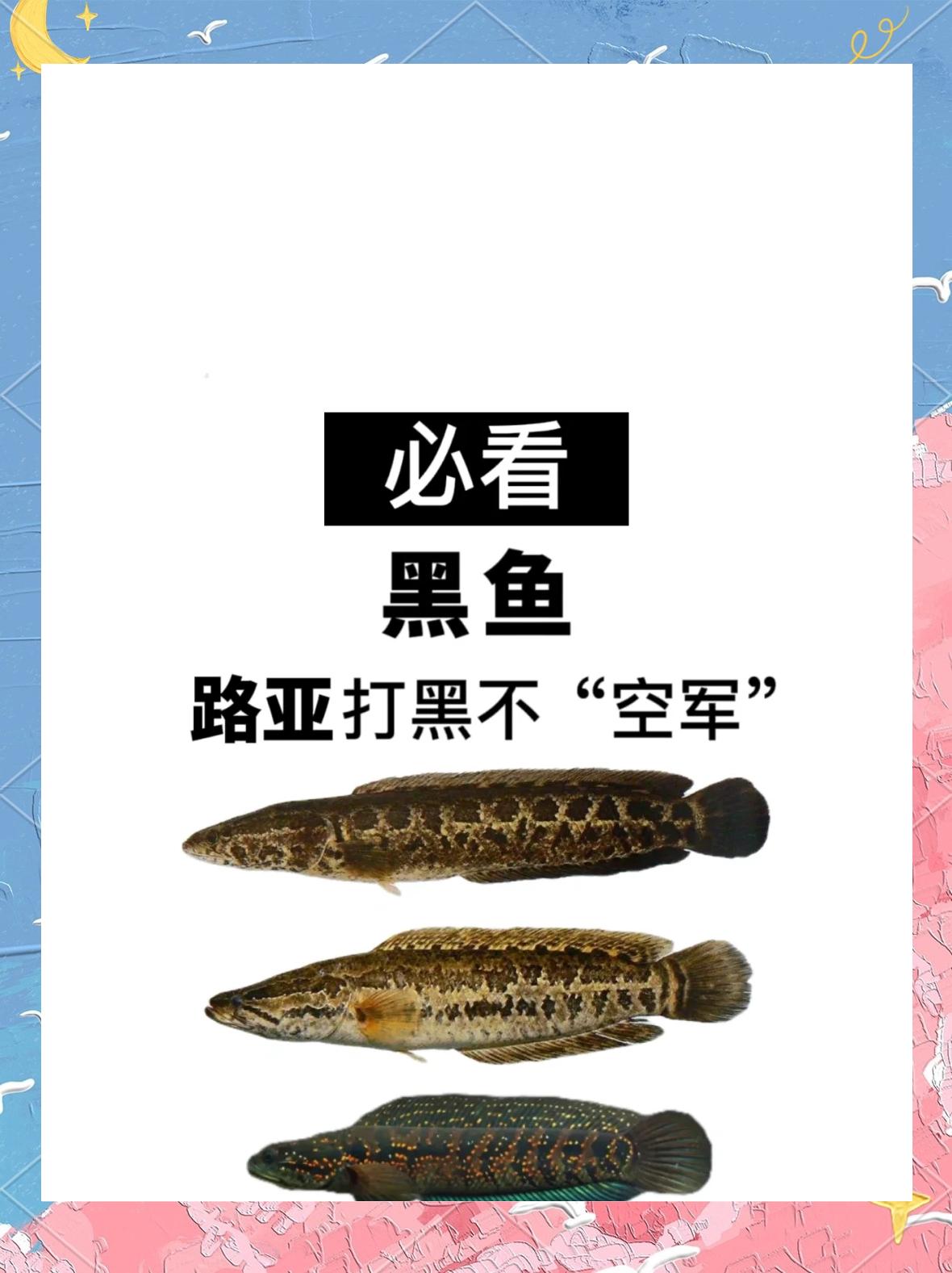 怎么路亚乌鱼(路亚钓乌鱼是水底还是中层)