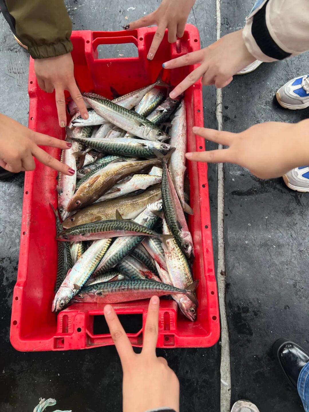 海南海钓龙虾(海钓大龙虾怎么钓) 海南海钓龙虾(海钓大龙虾怎么钓)