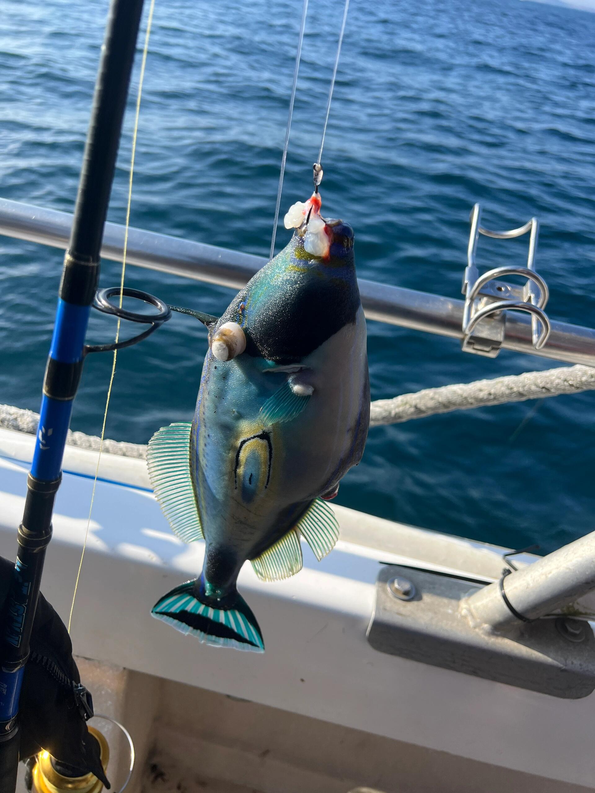 斯里兰卡海钓的难度(斯里兰卡海钓列入非遗产) 斯里兰卡海钓的难度(斯里兰卡海钓列入非遗产)