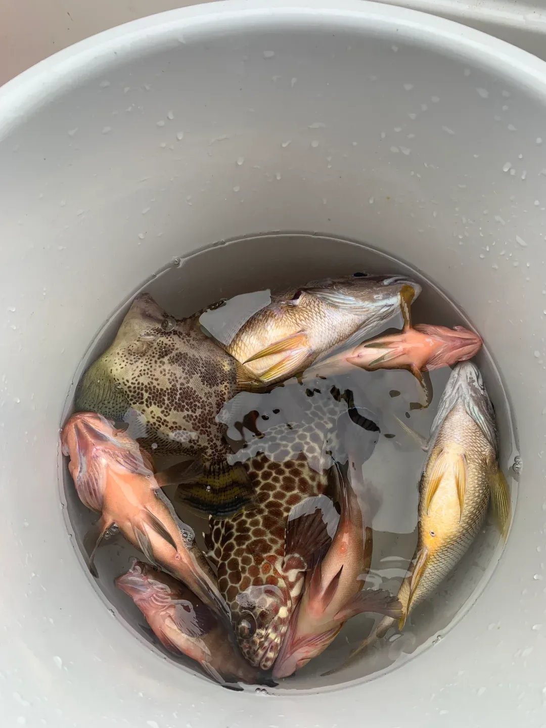 琼海市海钓(海南琼海海钓俱乐部) 琼海市海钓(海南琼海海钓俱乐部)