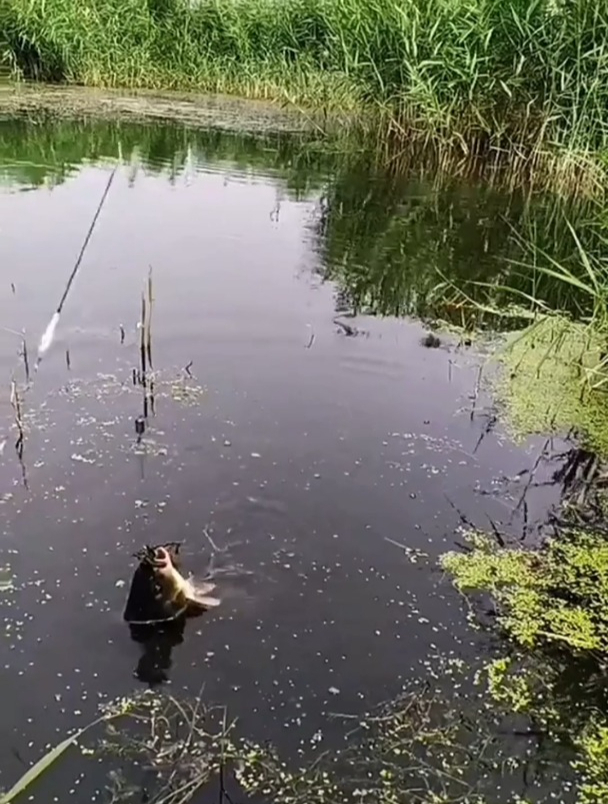 春季用螺肉钧鲤技巧(螺鲤钓鲤鱼的最佳配方) 春季用螺肉钧鲤技巧(螺鲤钓鲤鱼的最佳配方)