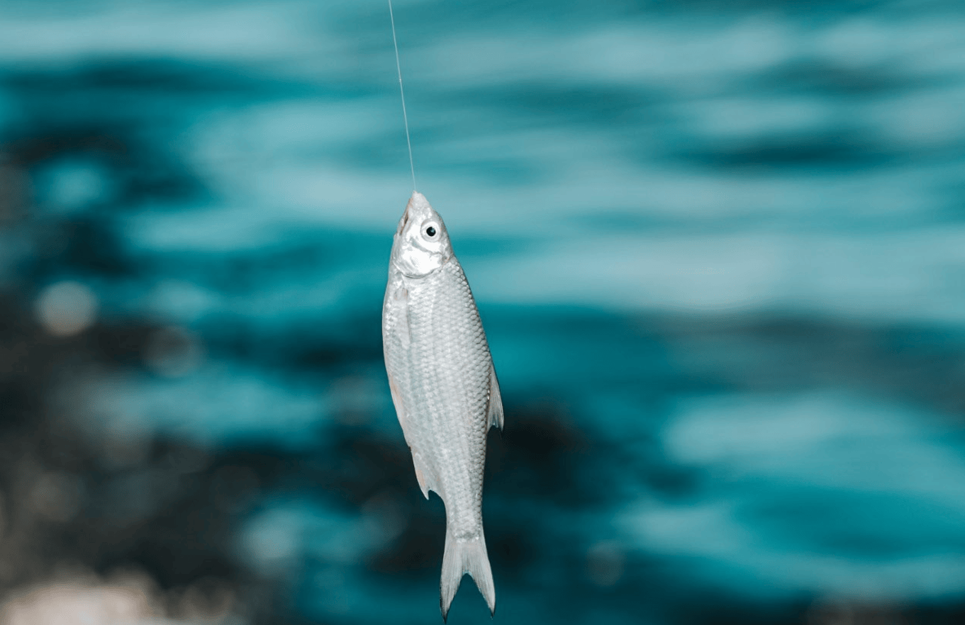 长江禁渔上海钓鱼(上海长江钓鱼新政策) 长江禁渔上海钓鱼(上海长江钓鱼新政策)