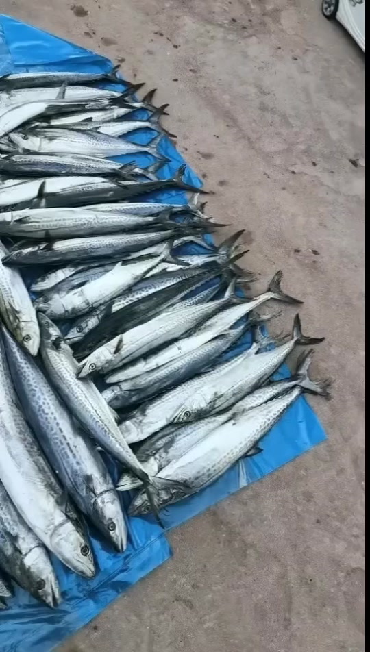 路亚海钓鲅鱼(路亚鲅鱼用什么饵最好)