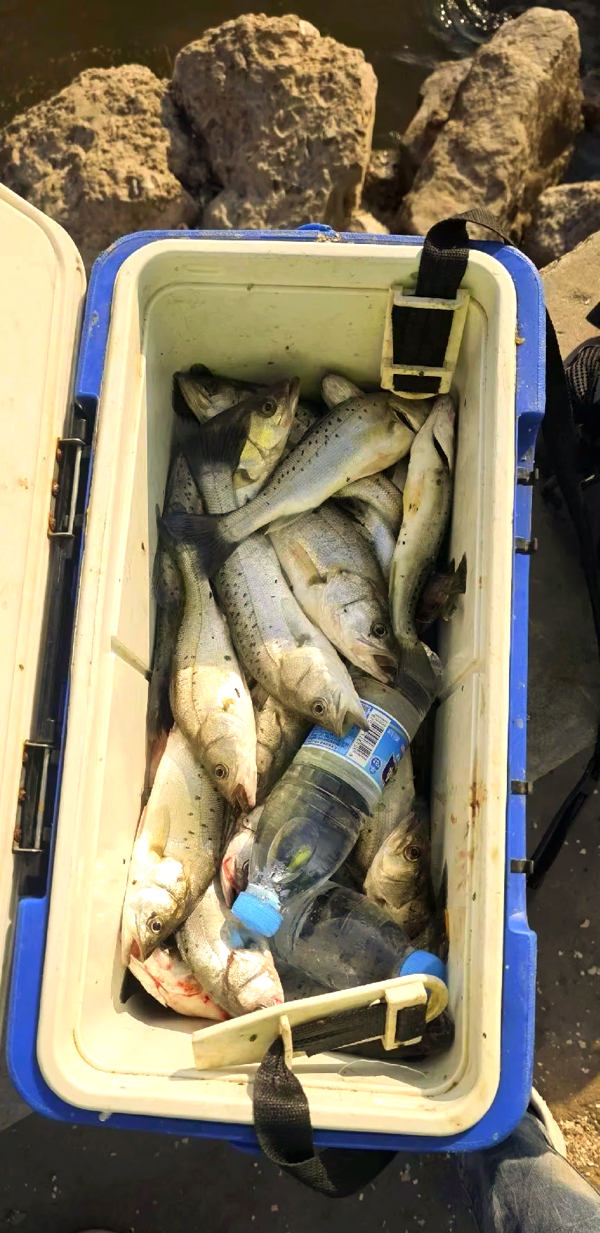 冷空气对海钓(冷空气过后还能钓鱼吗) 冷空气对海钓(冷空气过后还能钓鱼吗)
