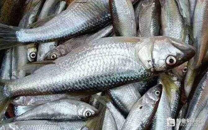 饭粒钓马口鱼技巧(钓马口鱼用什么饵料)