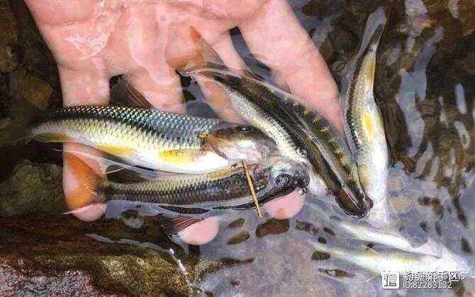 饭粒钓马口鱼技巧(钓马口鱼用什么饵料)