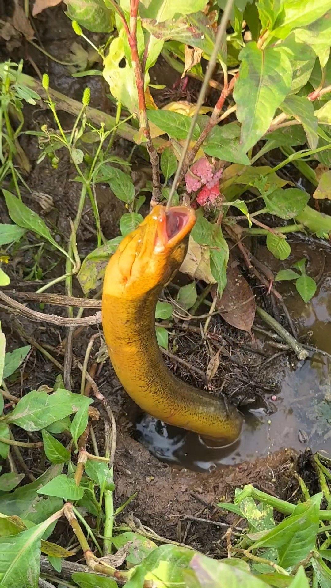 高岸钓鳝鱼技巧(高岸钓鳝鱼技巧视频)