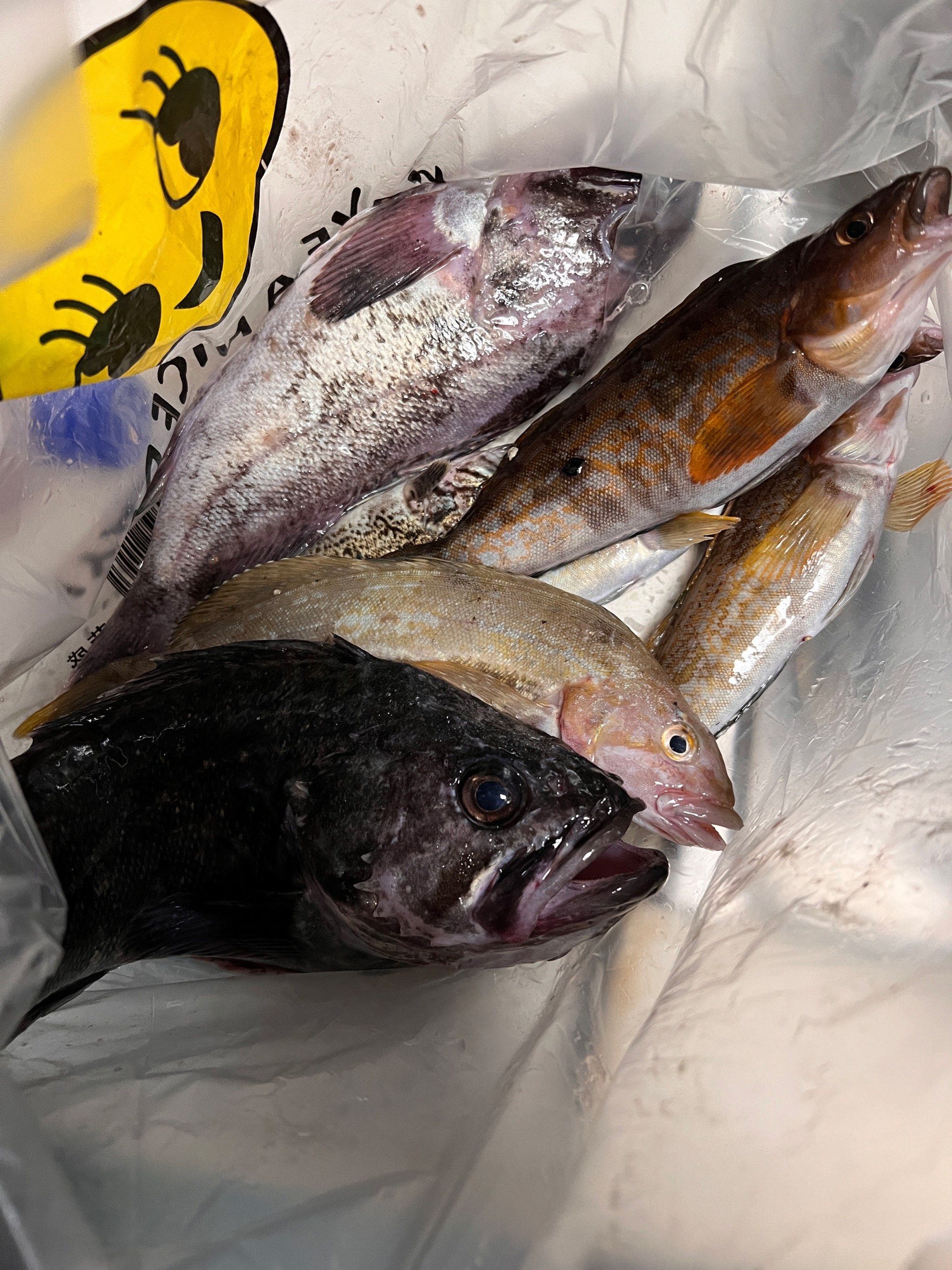 海钓子是什么(海钓的钓法有哪些)