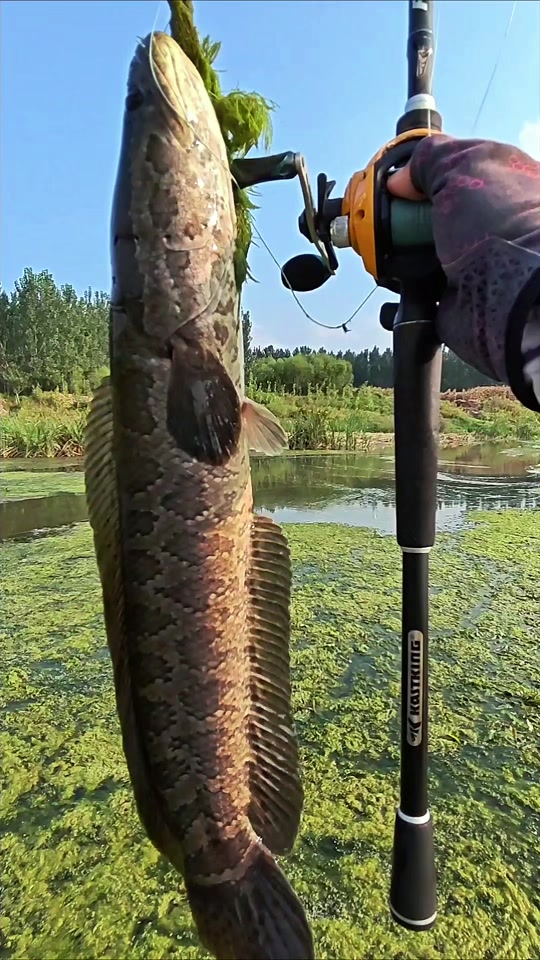 渤海钓鱼季节(渤海钓鱼季节是几月份)