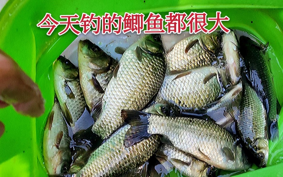 钓马鲛鱼的技巧和装备(钓马鲛鱼的技巧和装备是什么)