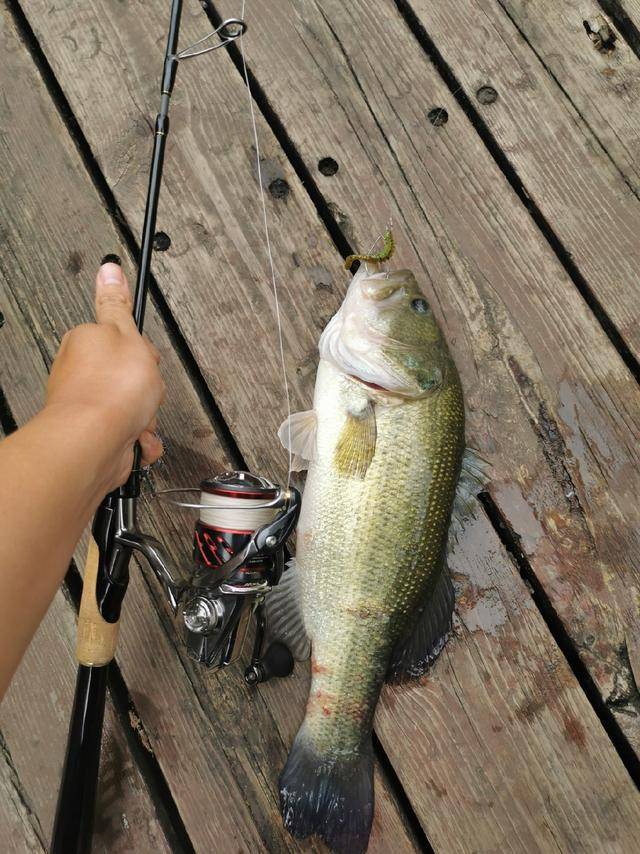 加州鲈路亚(淡水鲈鱼最佳路亚饵)